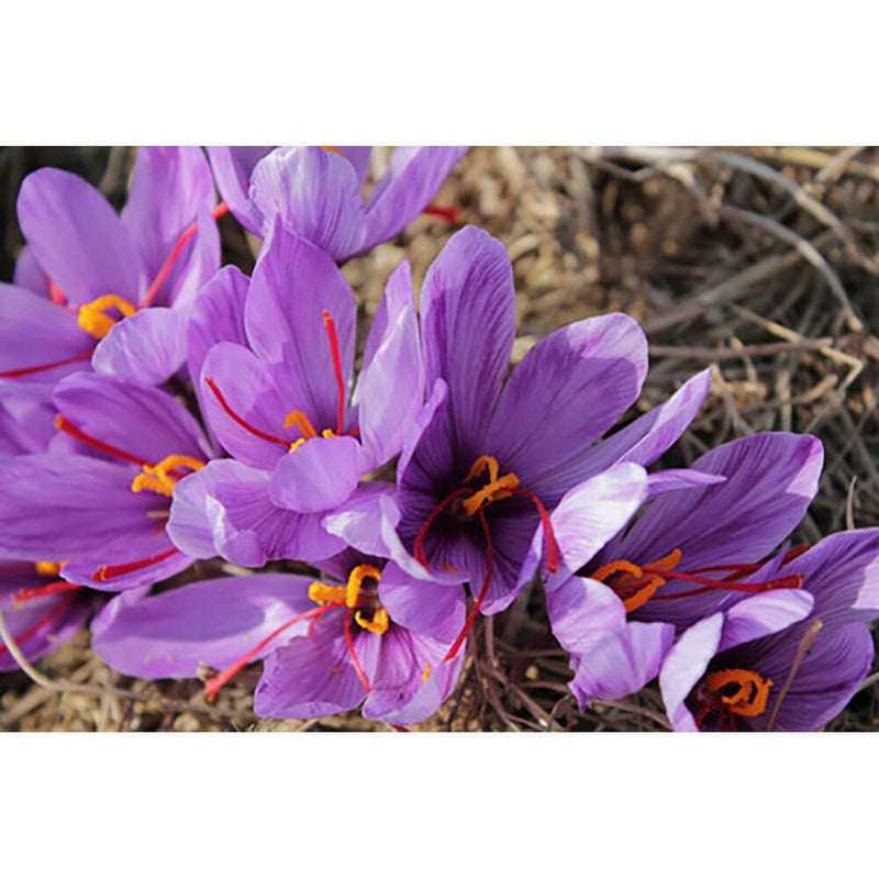 la mancha spanish saffron 